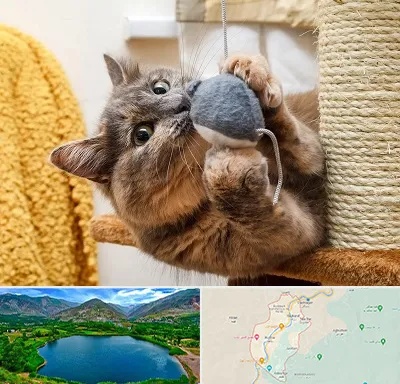 خرید اسباب بازی گربه در رودبار